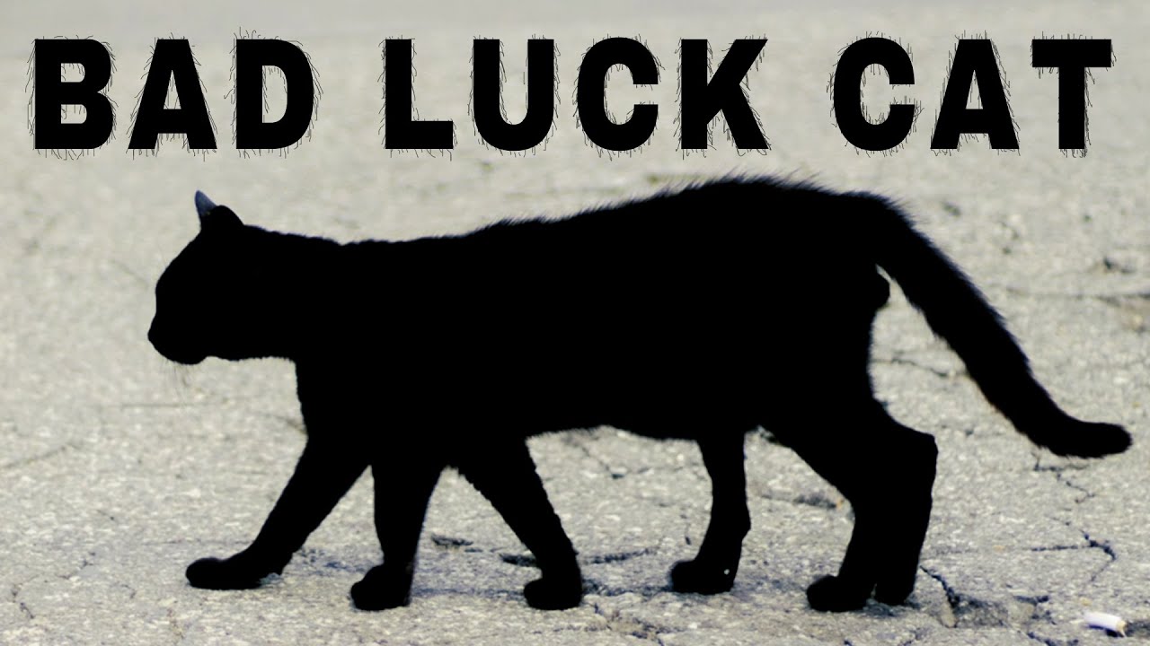 Black Cats Bad Luck: Myth or Reality?
