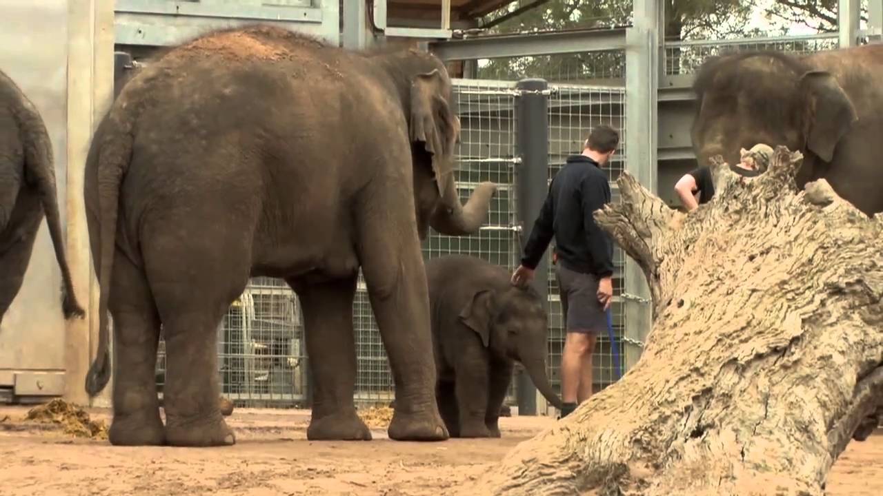 Maths: Make your career count - Zoo Keeper