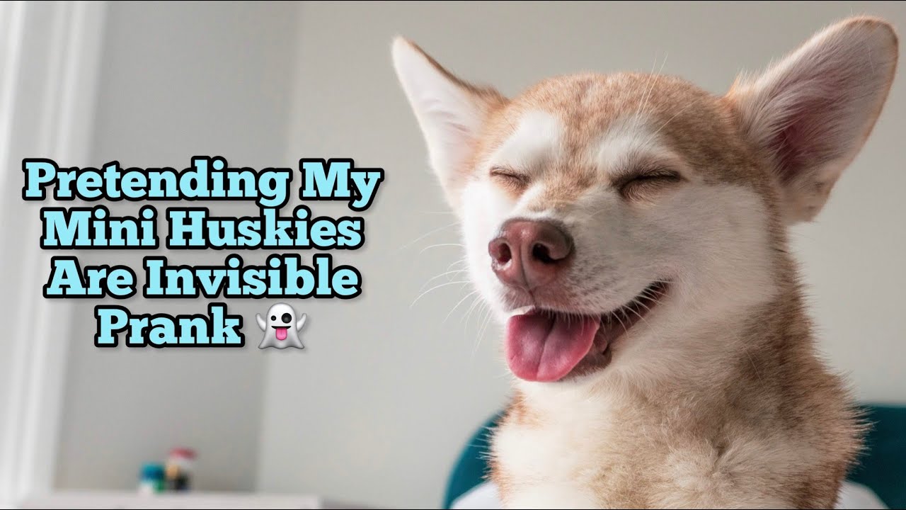 Mini Huskies (Klee Kai) React Very Differently When Owners Pretend They're Invisible