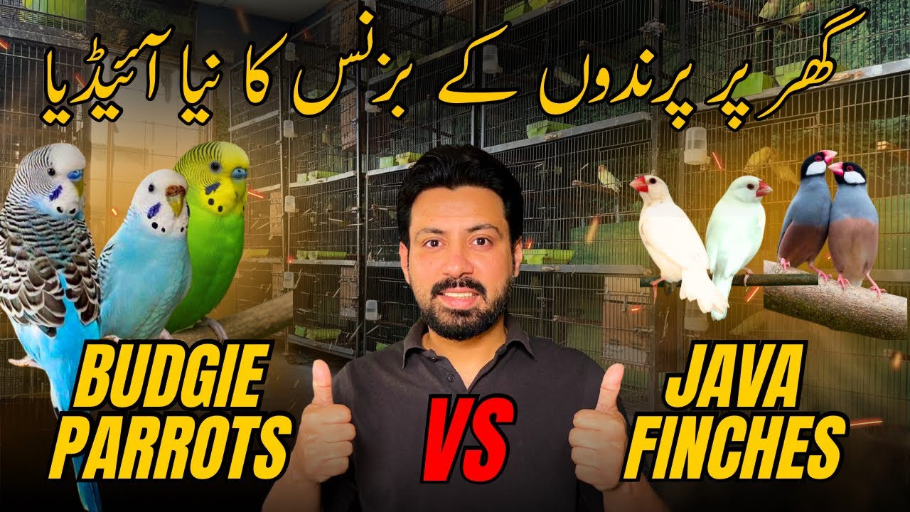 Java Finches aur Budgies se Lakhon Kamayein | Best Mutations for Business | Bird Business idea at 🏠 