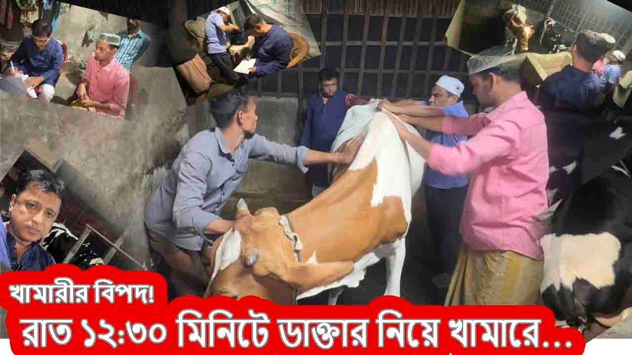 রাত ১২.৩০ মিনিটে গার্ভবতি গাভী ছটপট করছে, কি করবেন খামারী | Cows Treatment