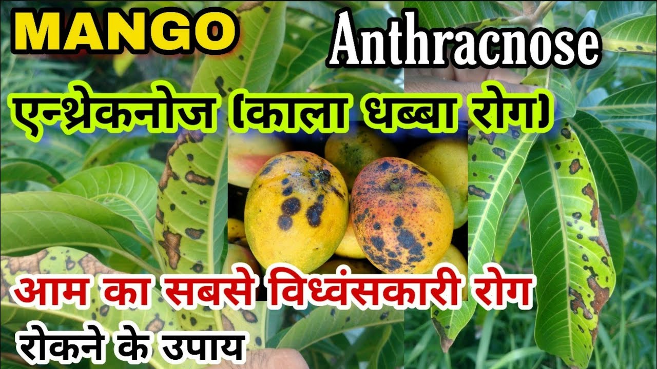 आम का विध्वंसकारी रोग 