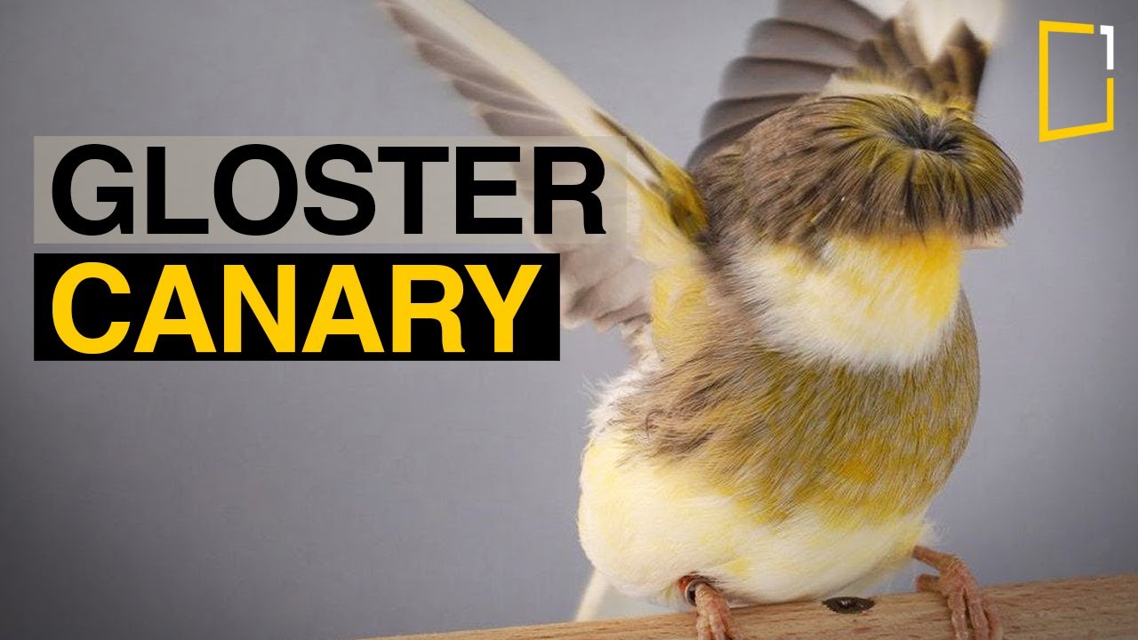 Gloster Canary | The Perfect Pet Bird