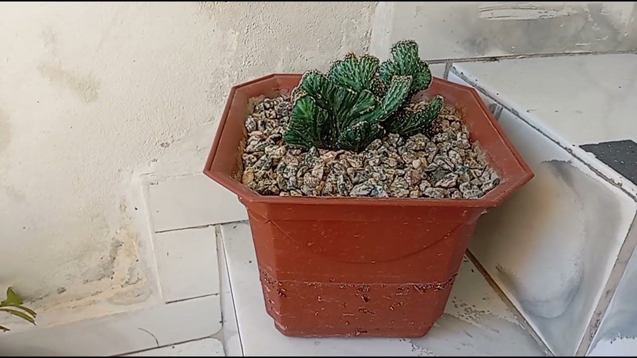 O que será que está não está crescendo tô usando açafrão de cúrcuma na água para ver se cresce 