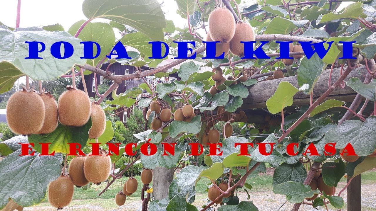 PODA DEL KIWI