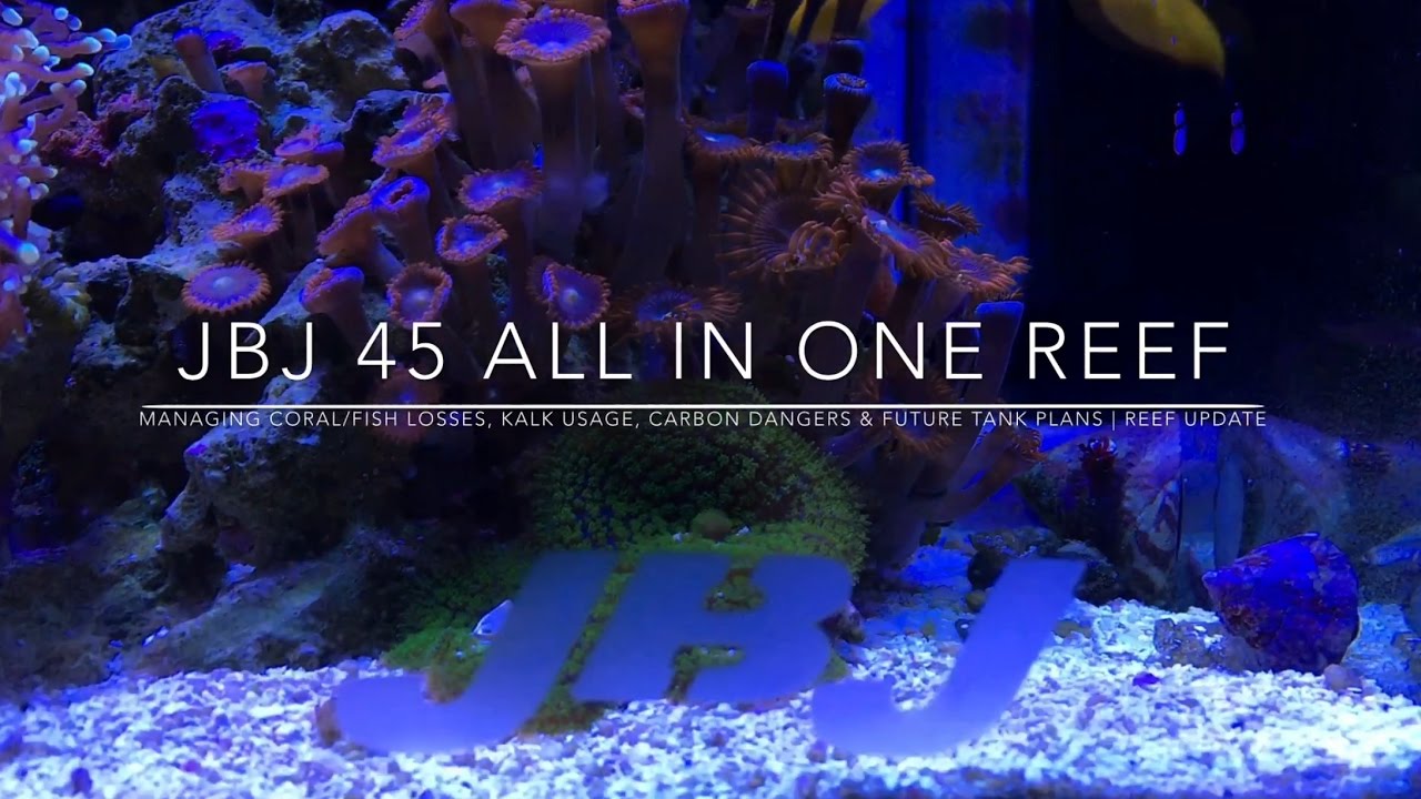 Managing Coral/Fish Loss, Kalk Usage, Carbon Dangers & Future Plans | Reef Update