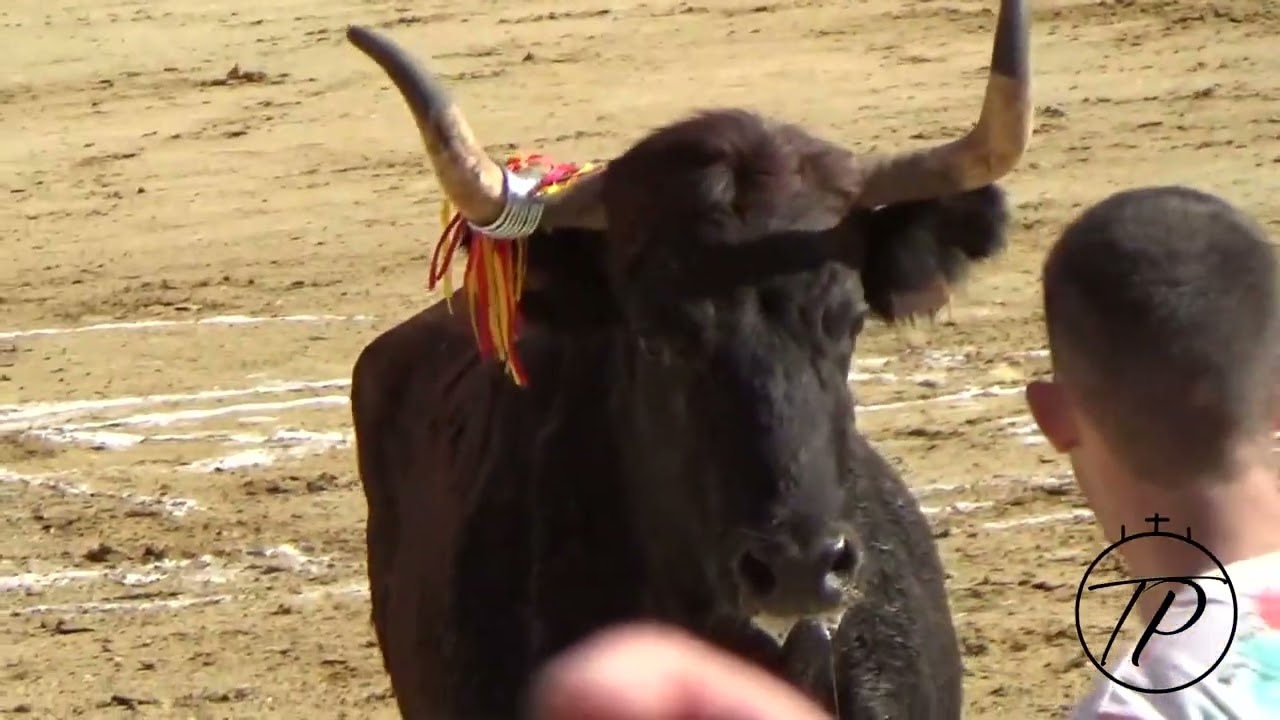 17-11-24 Teruel. Exibiciones y Vacas de Jose Luis Cuartero