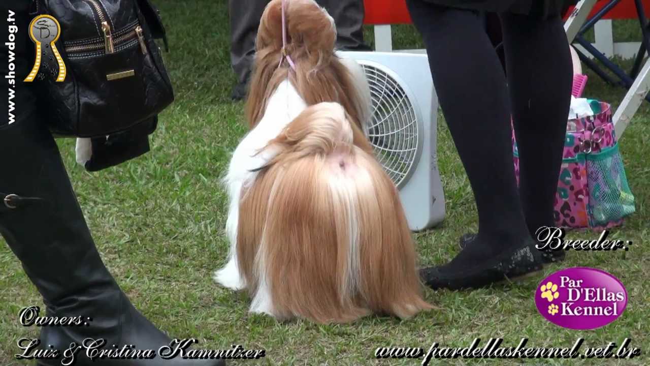Show Dog Shih Tzu - PAR D'ELLAS FERGIE   Maya   CBKC   Sabado   maio 2012 HD
