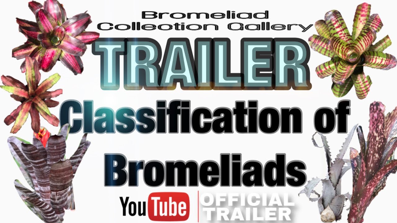Trailer for the Classification of Bromeliads | Bromeliad Collection Gallery