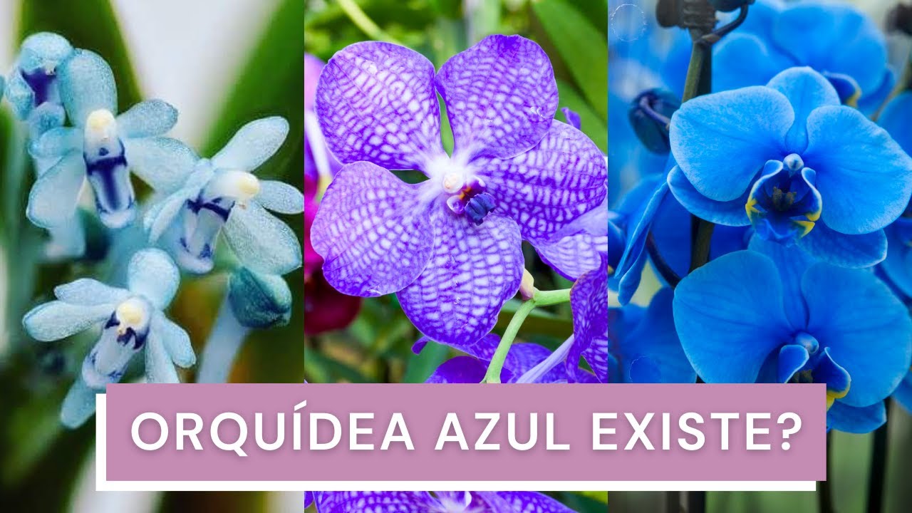 A verdadeira Orquídea Azul Natural