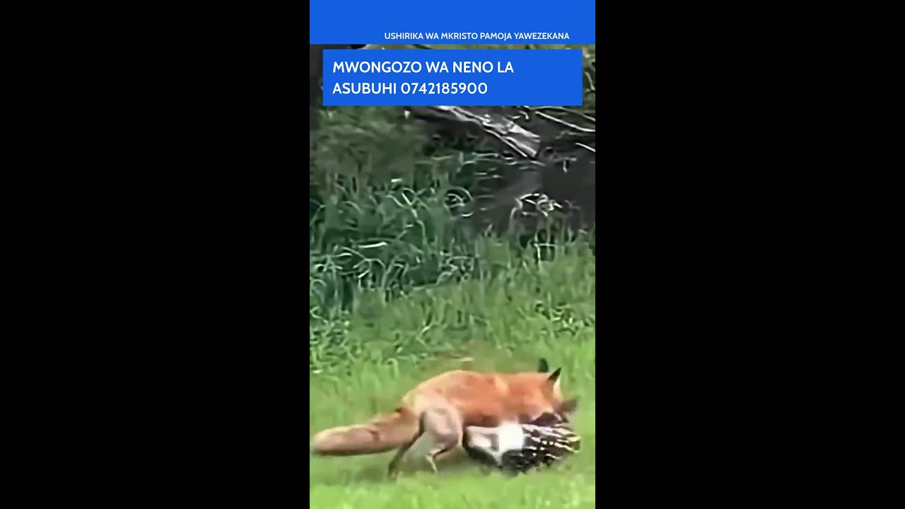TUKIZINGATIA YALIYO lAINI MUNGU ATATUONEKANIA 📱