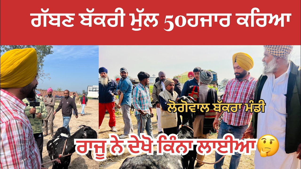 ਲੋਗੋਵਾਲ ਬੱਕਰਾ ਮੰਡੀ ਗੱਬਣ ਬੱਕਰੀ ਮੁੱਲ 50ਹਜਾਰ ਮੰਗਿਆ ਦੇਖੋ ਰਾਜੂ ਨੇ ਕਿੰਨਾ ਲਾਇਆ#bakramandi #naveedkhangoatf