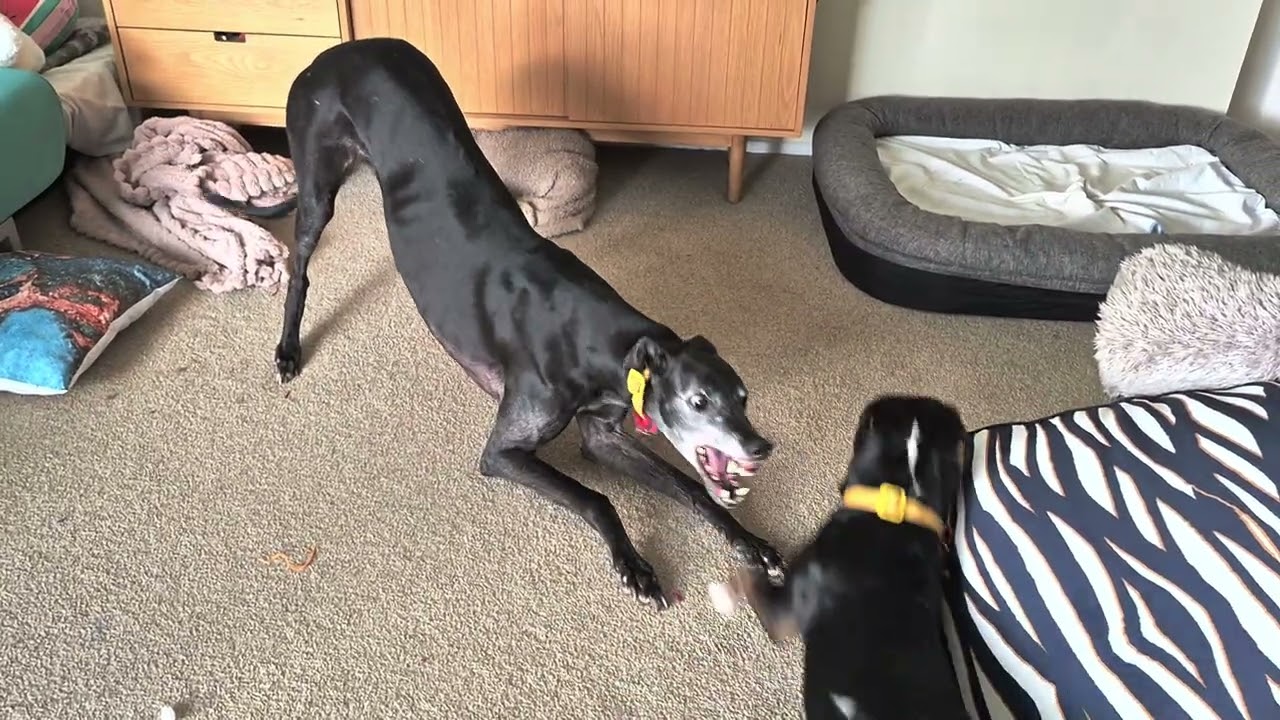 The dance of a greyhound 