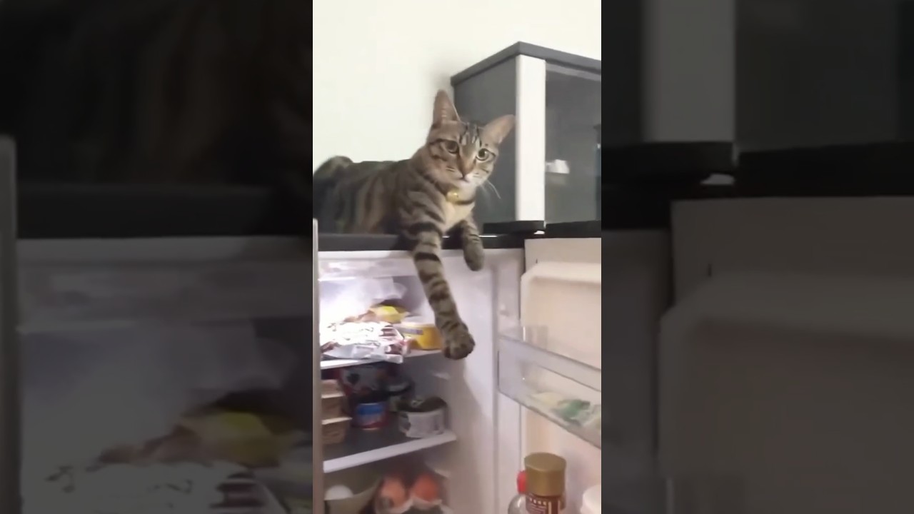 cats being adorable part 501