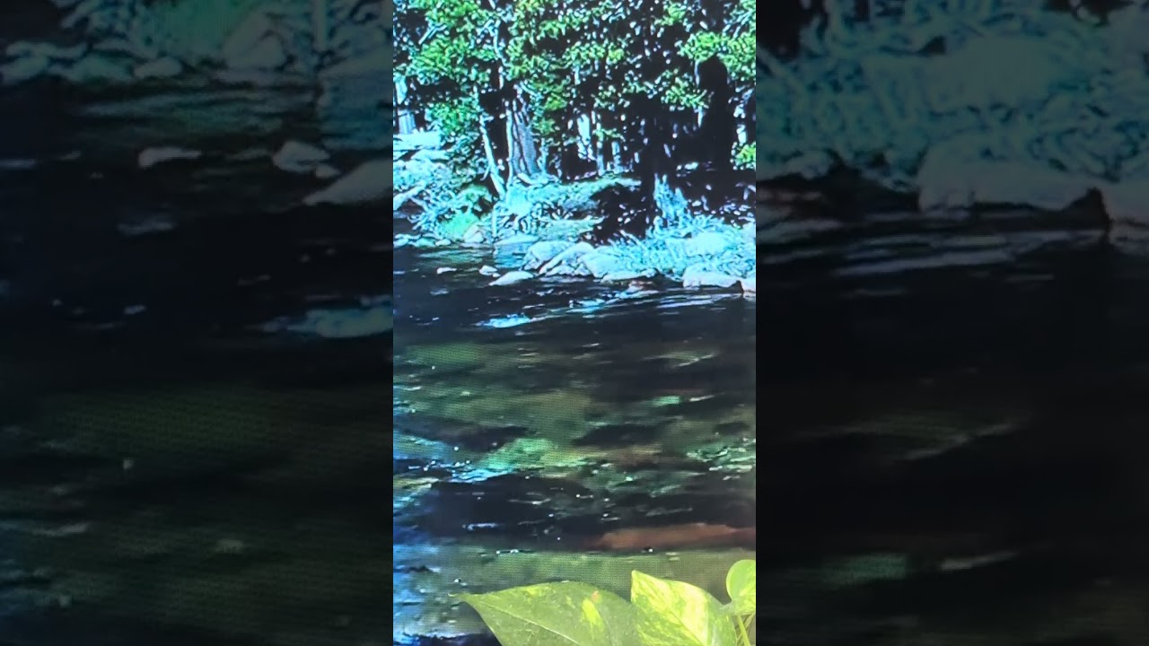 🌱healthy sanae 🐦Saludable 💚sonidos de la naturaleza 🌳⛲️🏞️10 minutos ⏰