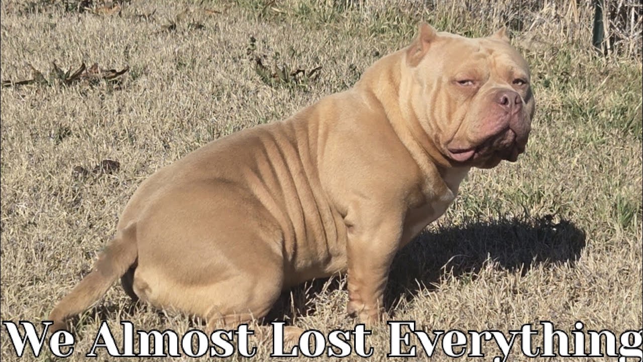 We Almost Lost Our American Bully Kennel!! #americanbully #foryou #pocketbullies #viral #bullybreed 