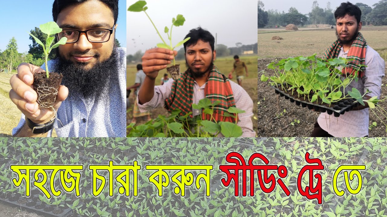 আধুনিক পদ্ধতিতে সিডলিং বা সিডিং ট্রে দিয়ে চারা করুন, কষ্ট ও সময় বাঁচান