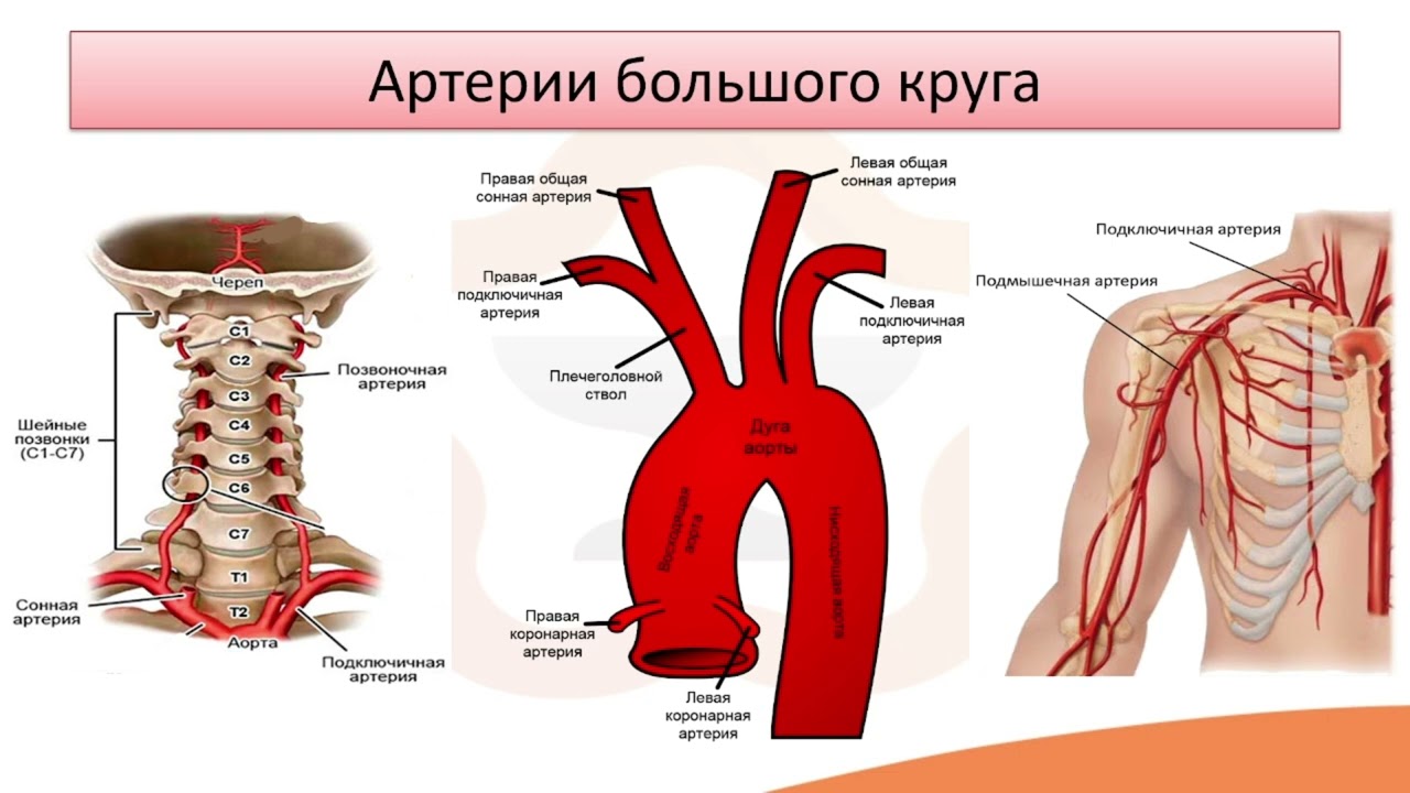 Видео лекция №12.1 Сосуды. Круги кровообращения