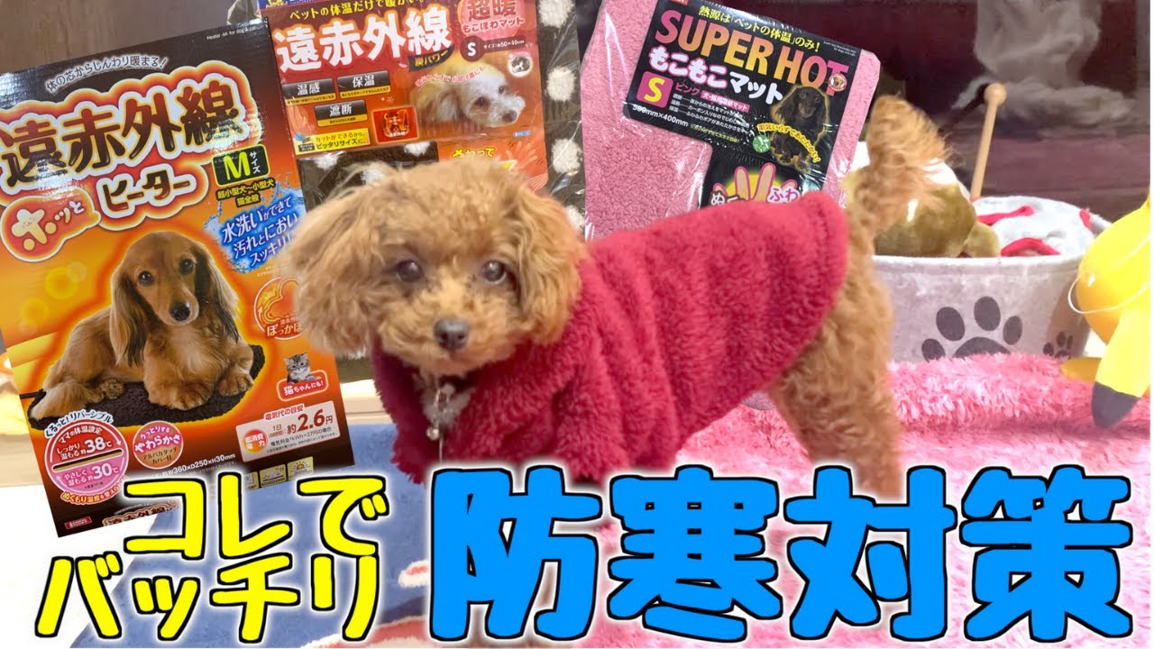 【冬必須】2mmカットになった子犬の寒さ対策！【トイプードルの子犬】