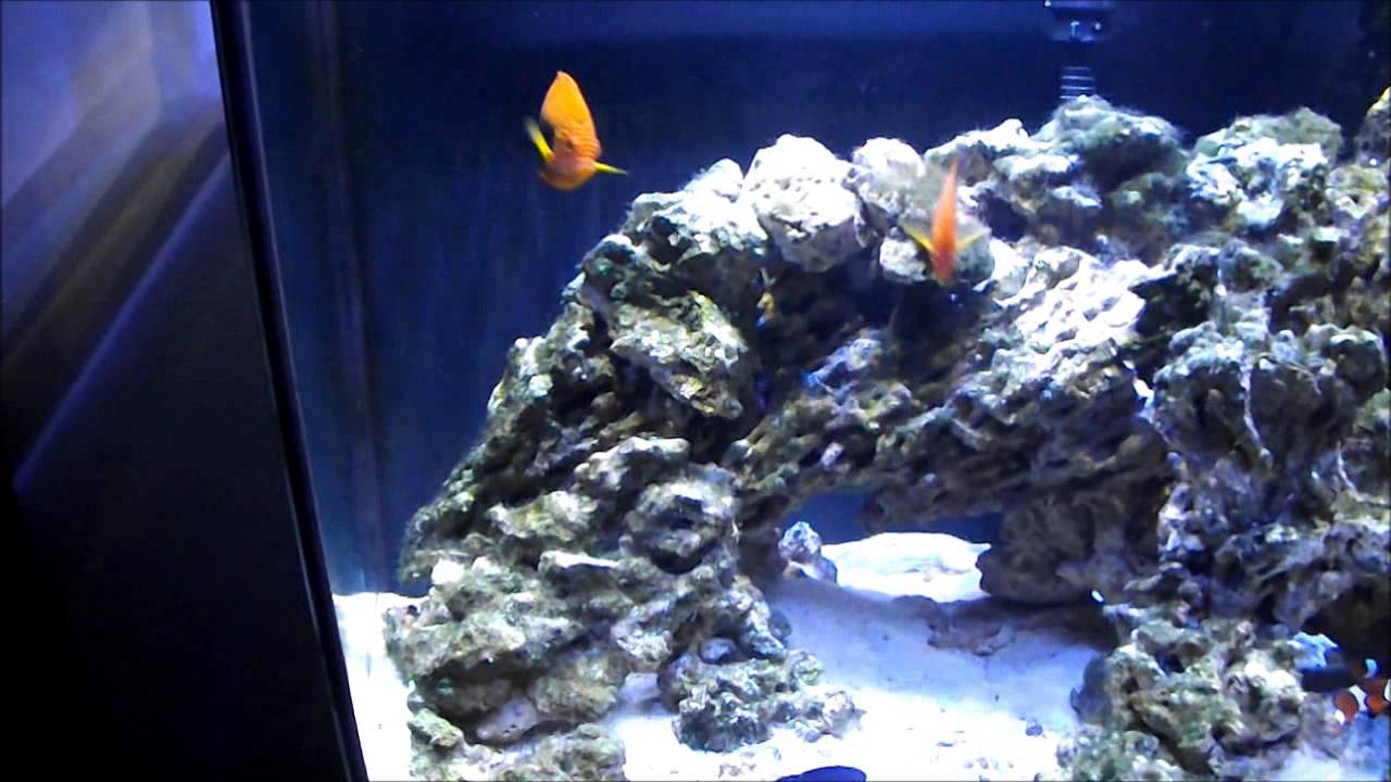 New Fish!!! Update