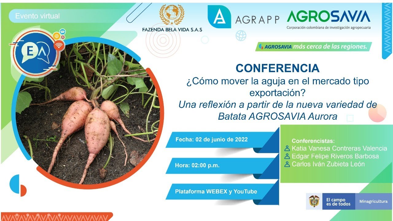 ¿Cómo mover la aguja en el mercado tipo exportación? Batata AGROSAVIA Aurora