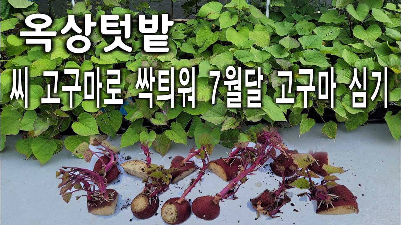 고구마심는시기,  7월 고구마 심고 4일에 물 한번주는 방법,옥상텃밭,