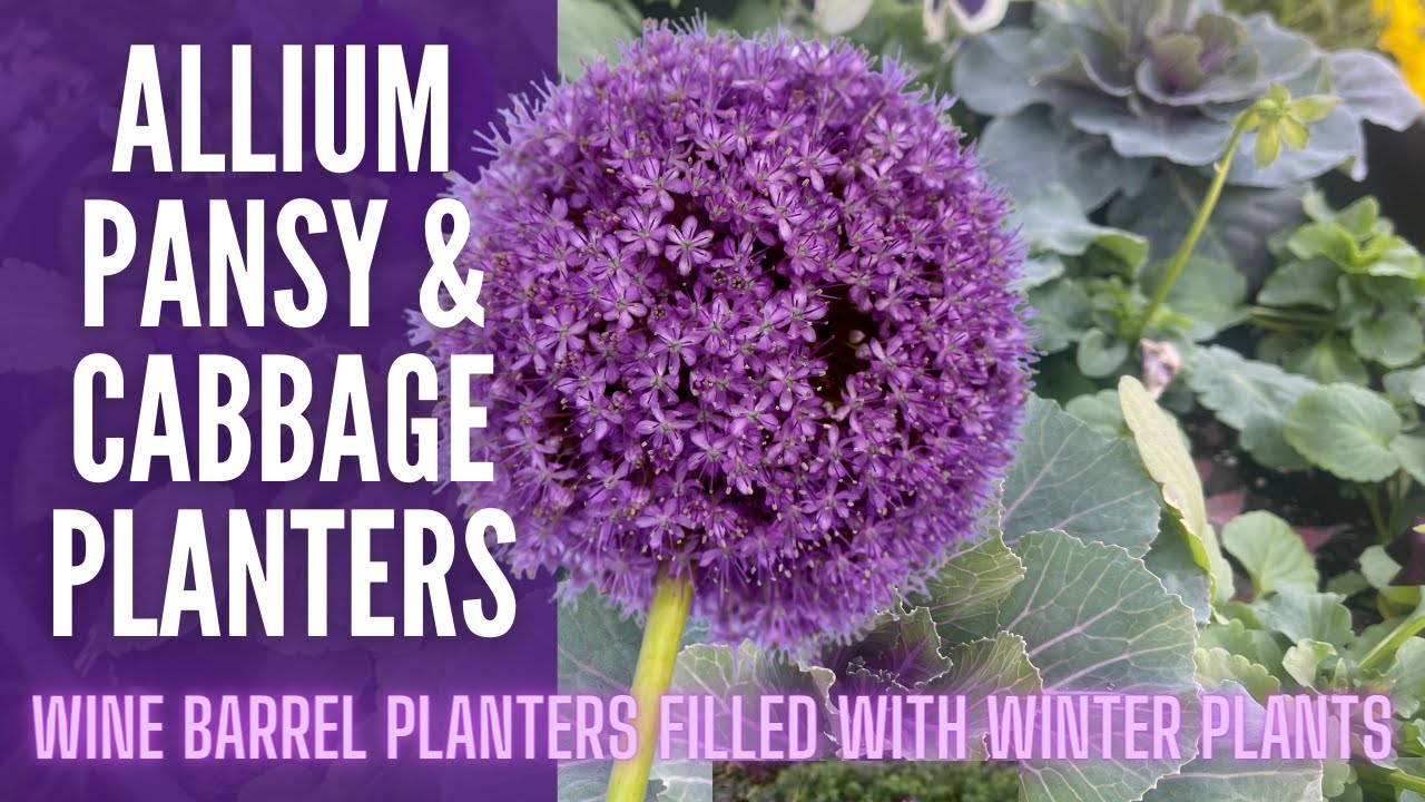 Allium, Pansy, & Cabbage Planters ❄❄❄ || Winter Annuals || Spring Bulbs In Winter Containers