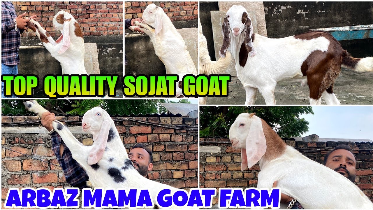 TOP QUALITY SOJAT BACCHE ARBAZ MAMA GOAT FARM RAJASTHAN TONK| #tonkbakramandi #tonkgoatmarket 