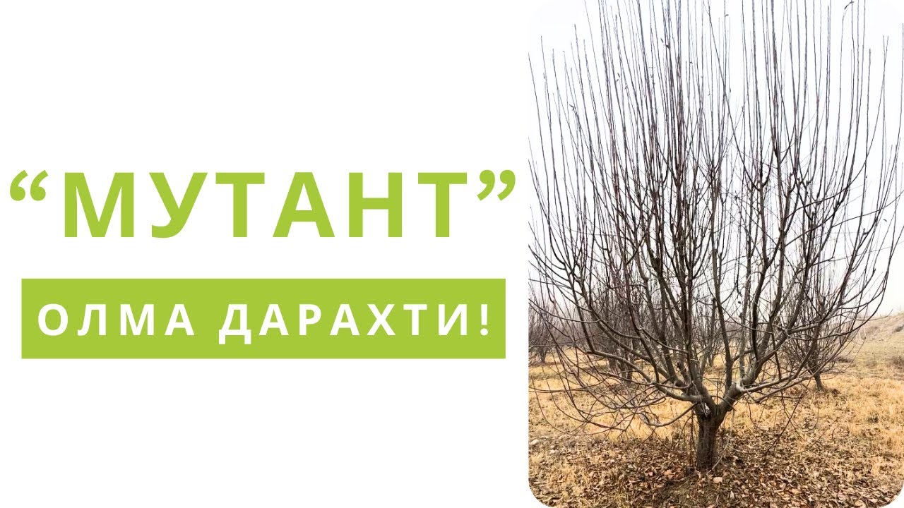 ОЛМА КЕСИШДАГИ ЭНГ ҚЎПОЛ ХАТОНИ БИЛАСИЗМИ?