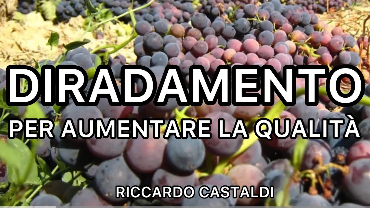 Vite. Il diradamento dei grappoli per aumentare la qualit&aacute;