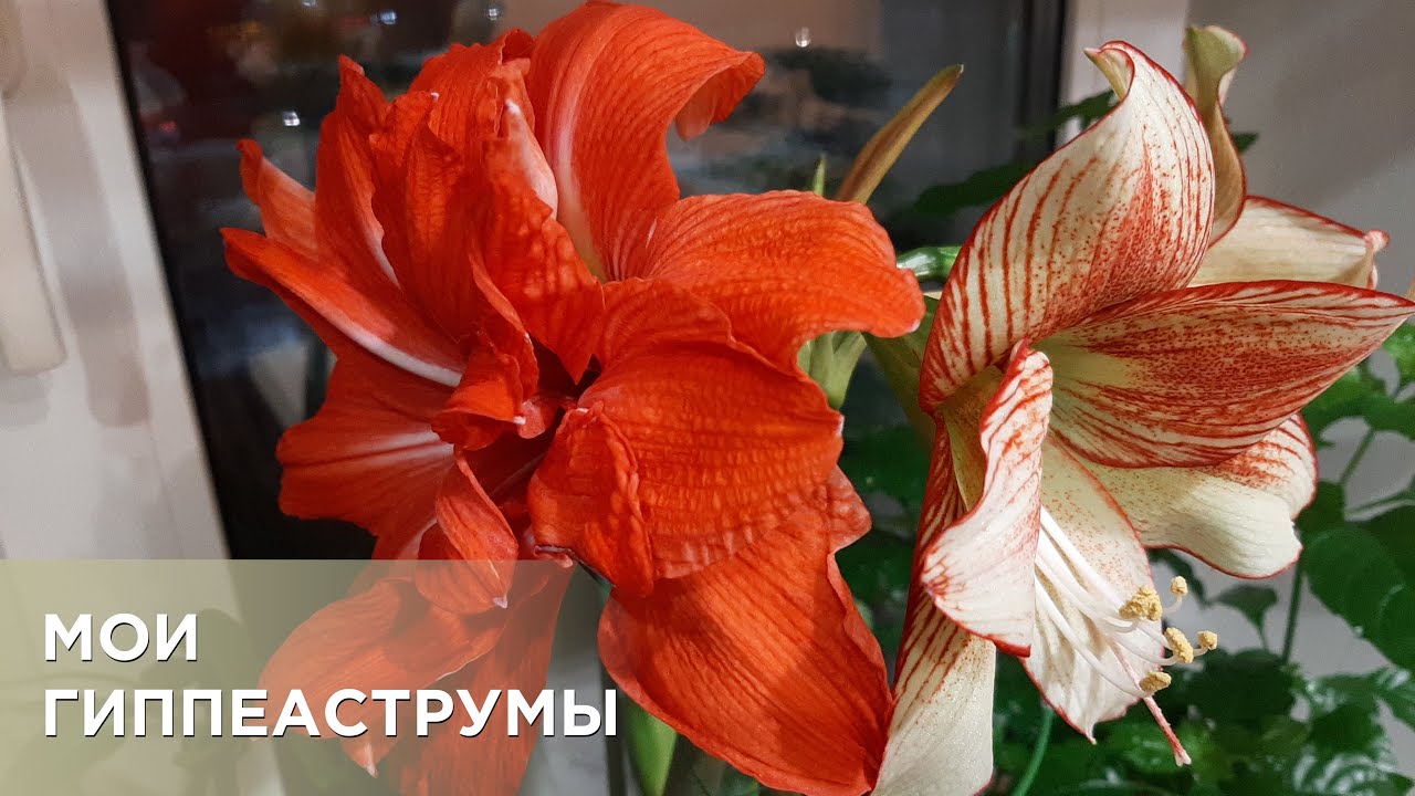 Сортовые гиппеаструмы, обработка, посадка, уход, цветение