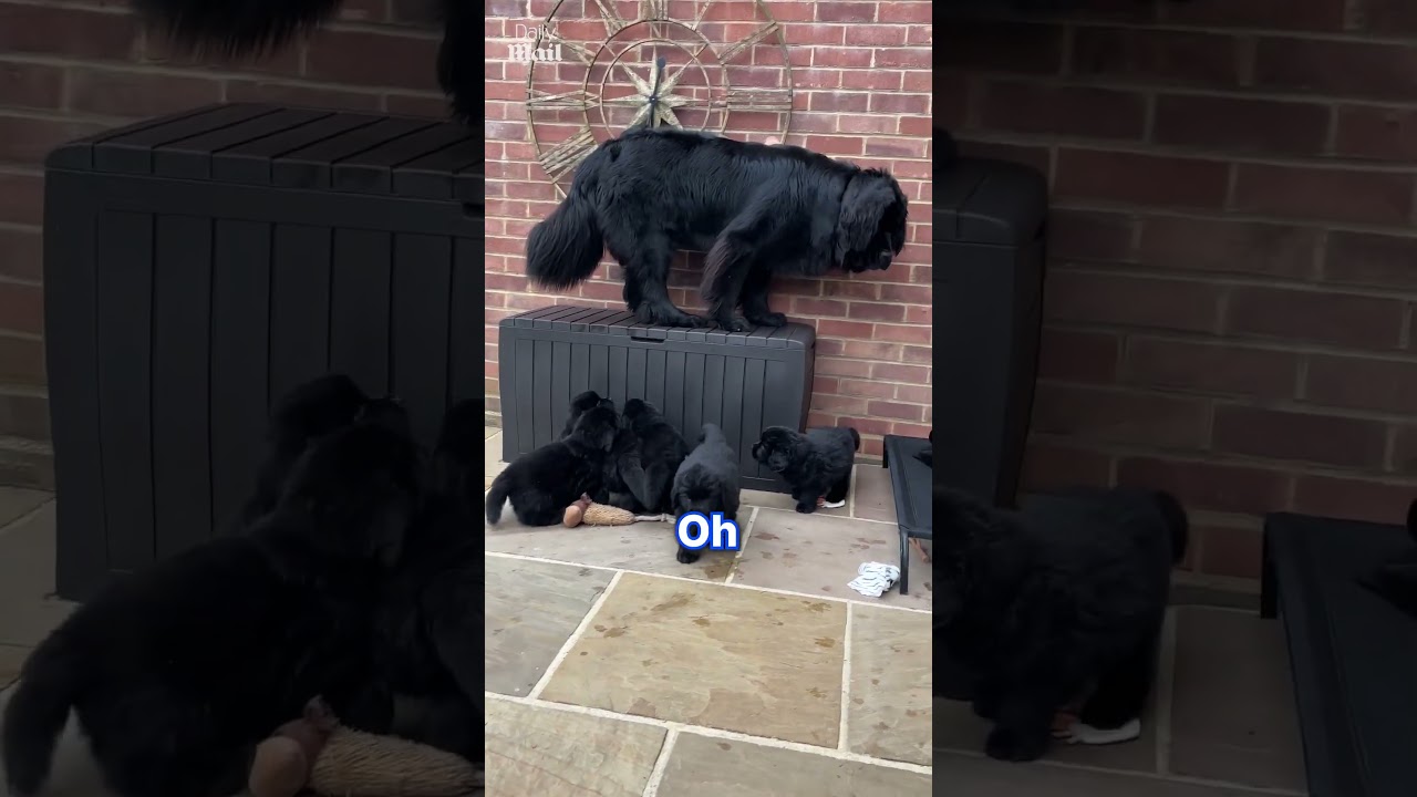Hilarious mom dog escapes puppy chaos