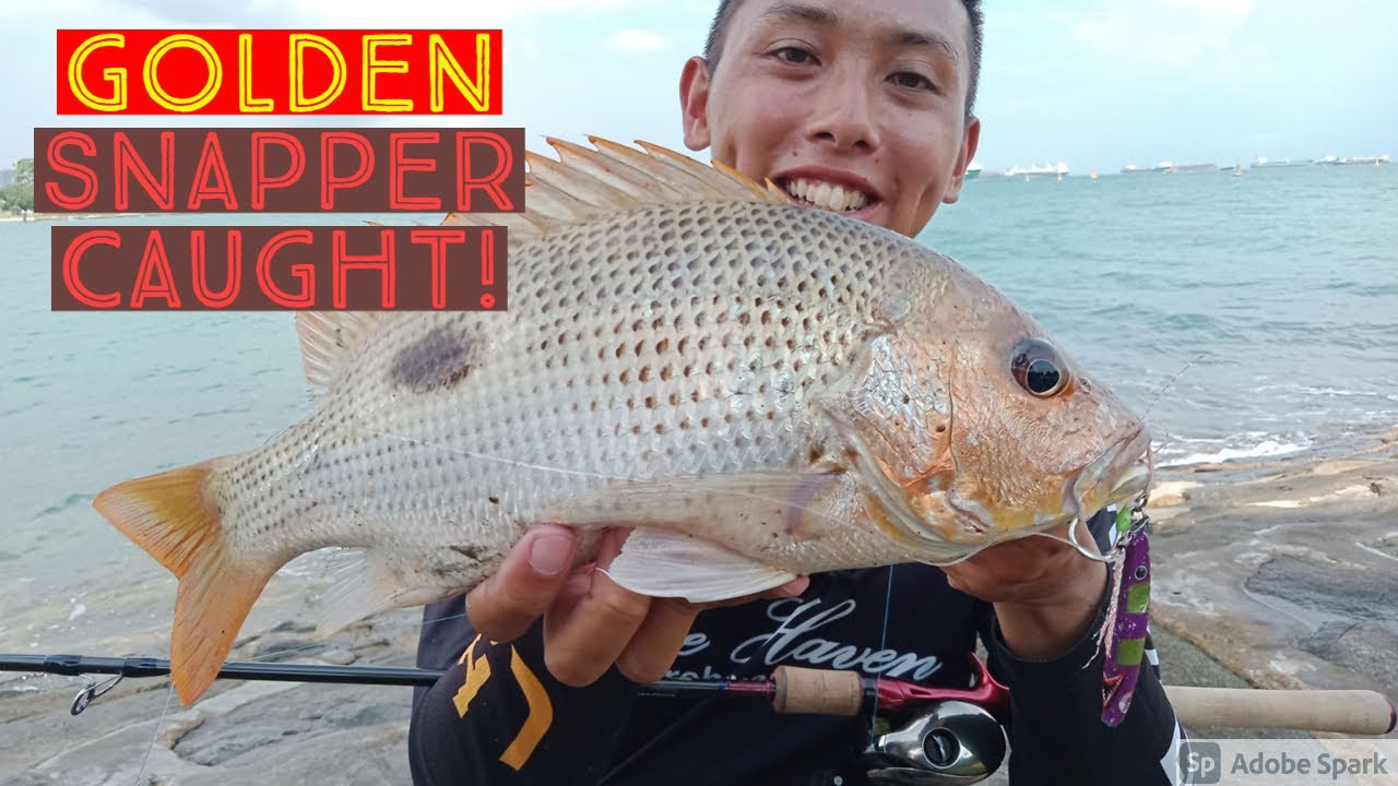 Golden Snapper (Fingermark snapper) caught at marina barrage!