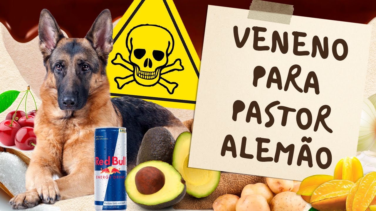ALIMENTOS QUE PODEM MATAR O SEU PASTOR ALEMÃO