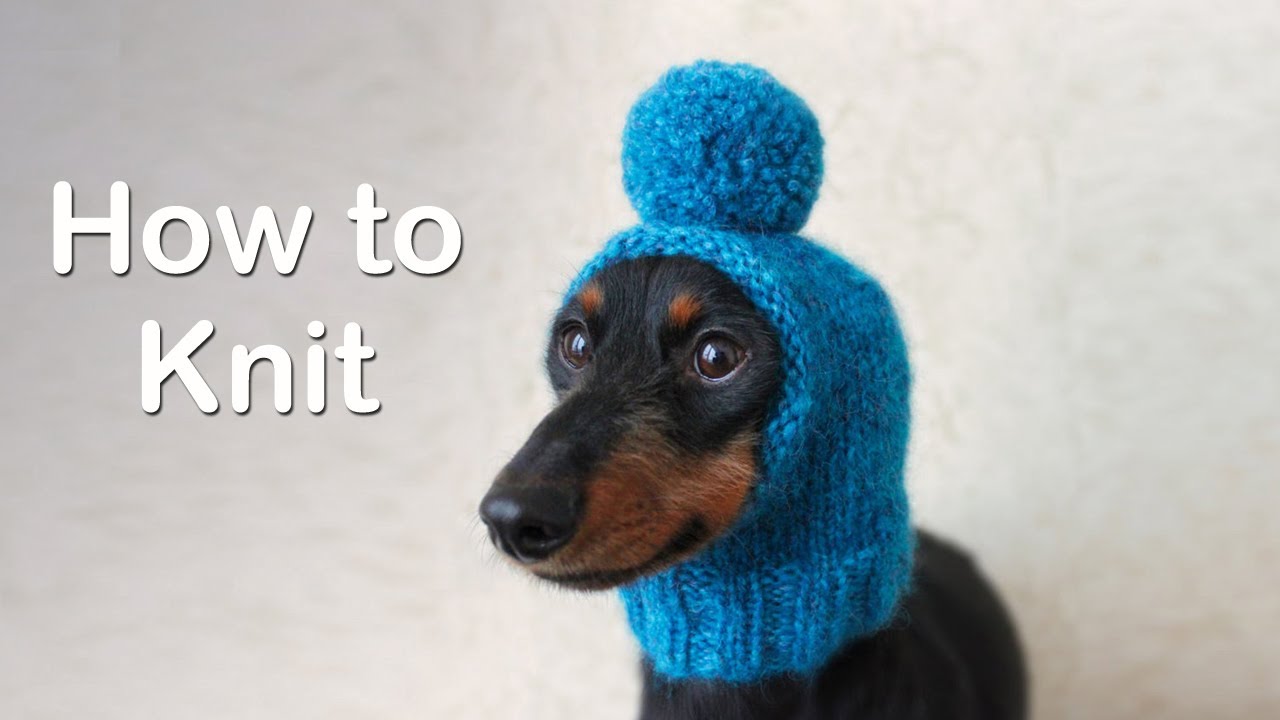 How to Knit a Dog Hat