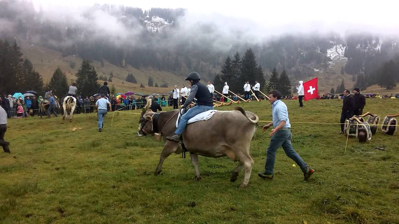 Swiss Cow Racing