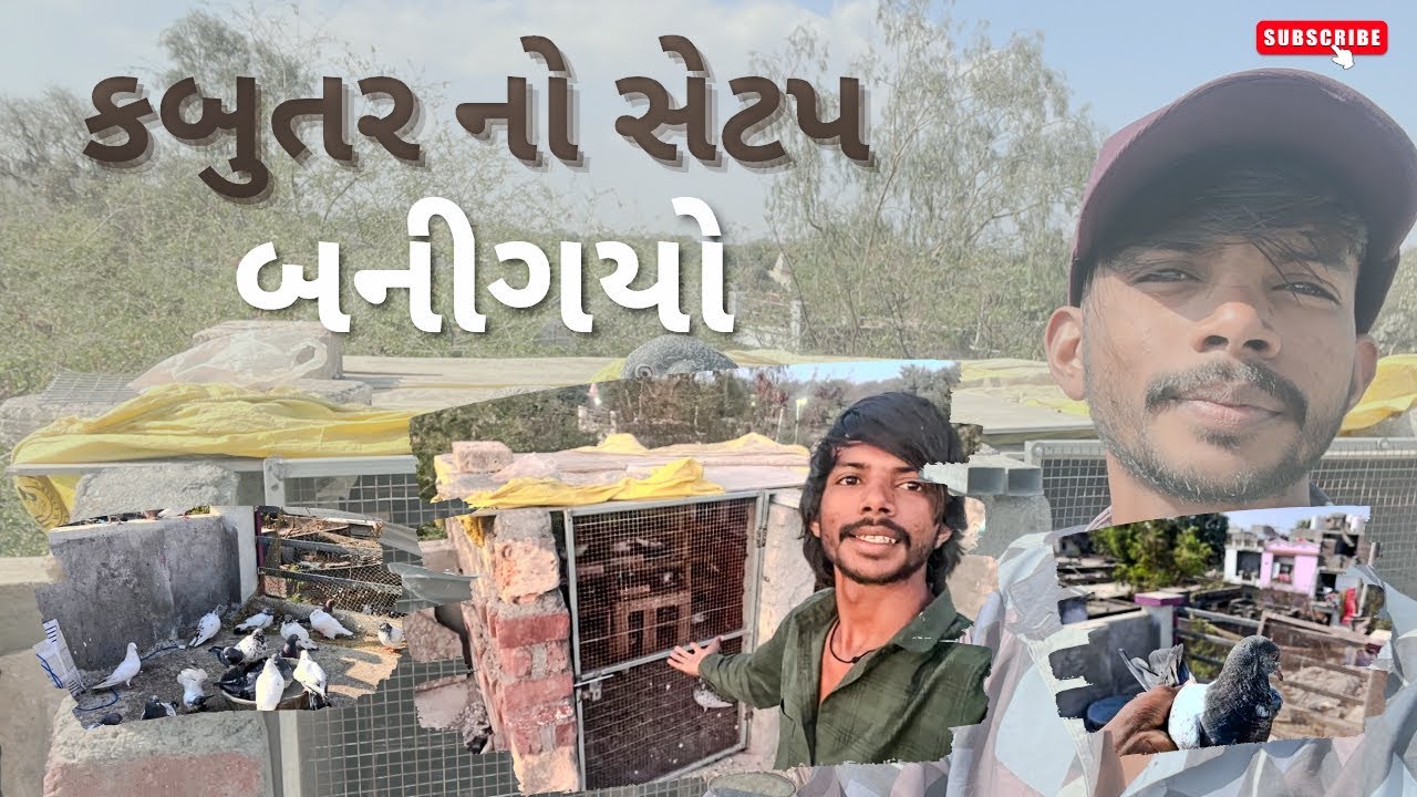 Kabutar no setap kevo che || કબુતર ના બચા કેવા મસ્ત છે || #kabootar #kabutar #vlog 