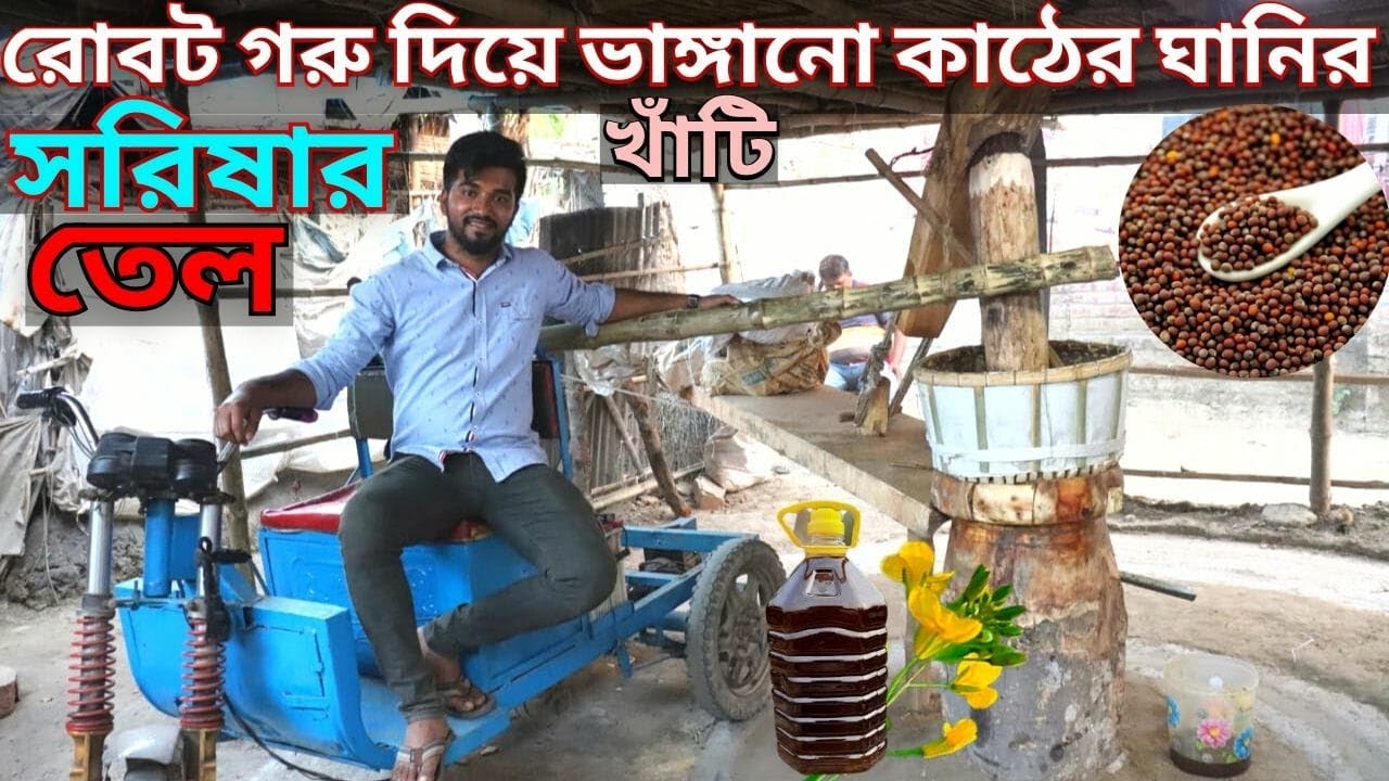 রোবট গরু দিয়ে কাঠের ভাঙ্গানো খাঁটি সরিষার তৈল উৎপাদন করে তাক লাগিয়ে দিয়েছেন রাজশাহীর টিপু।