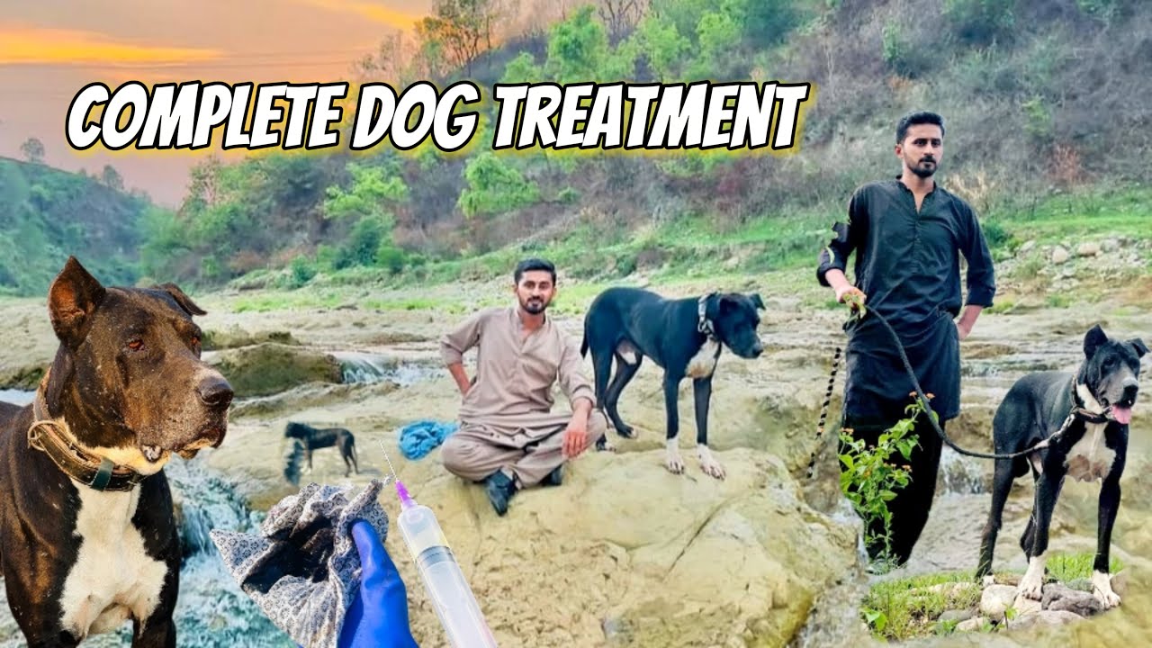 For Pet Lovers 🐕| Complete Care 😌✅| imhamzaali