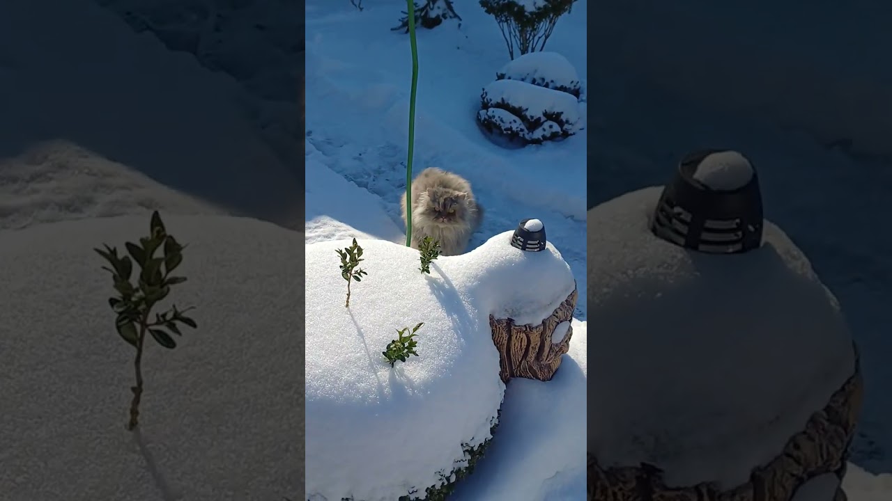 27 января 2026 г.