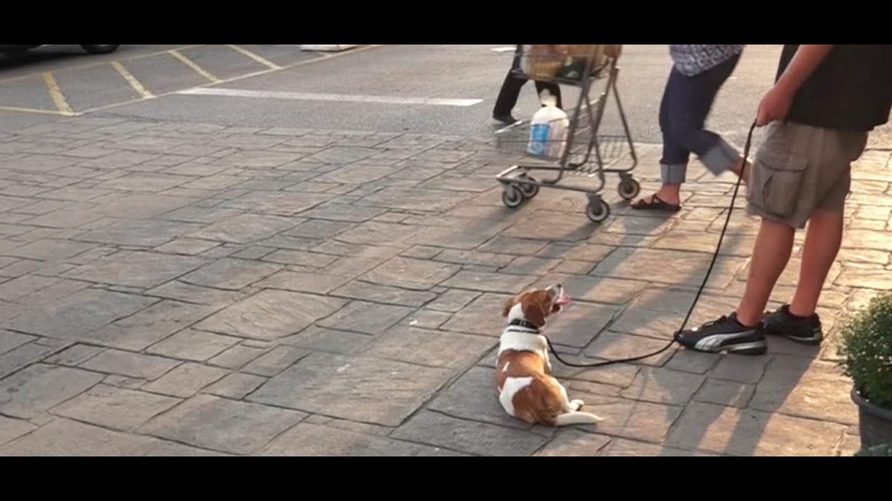 Dog Training: 9 Month Old Beagle/Jack Russell Mix, Timmy! Before/After 2 Week Board and Train!