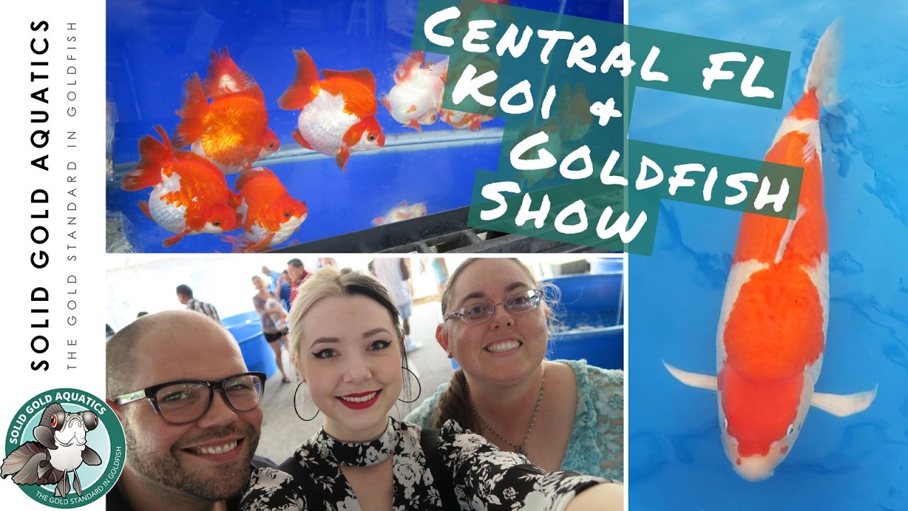 Did I Come Home with New Fish? // Central FL Koi Show 2017