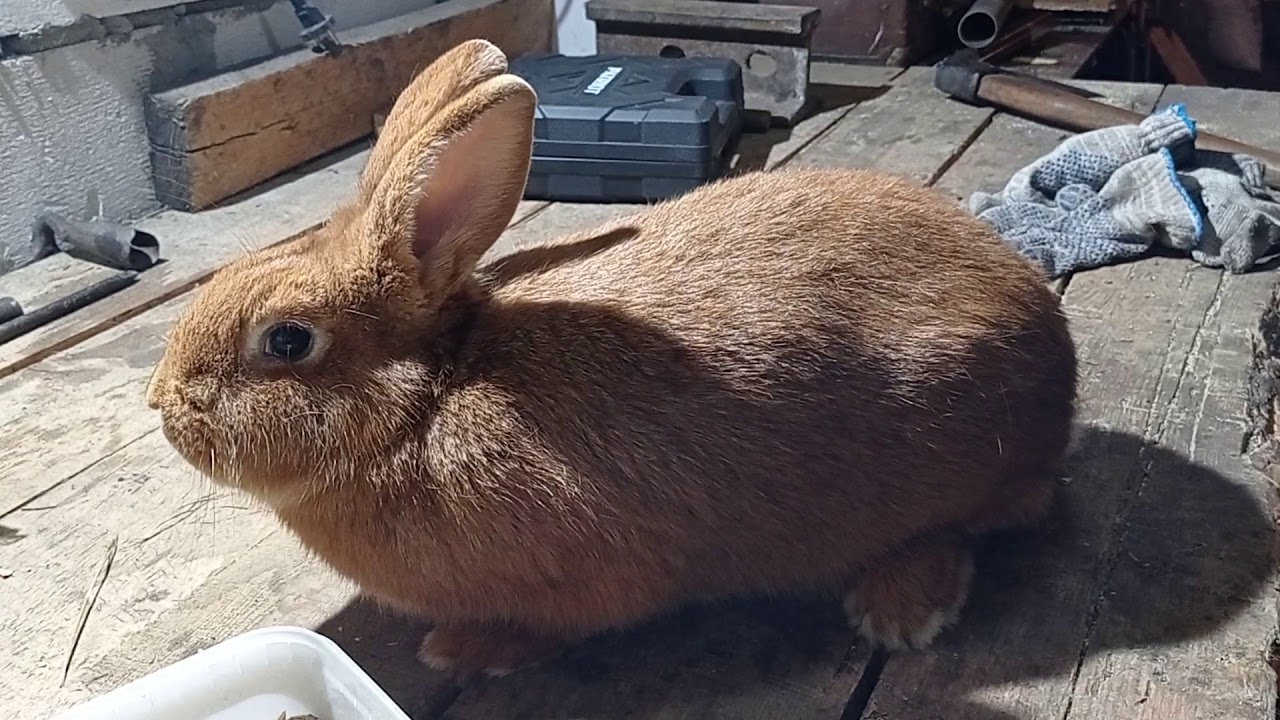 Нзк (новозеландский красный кролик)