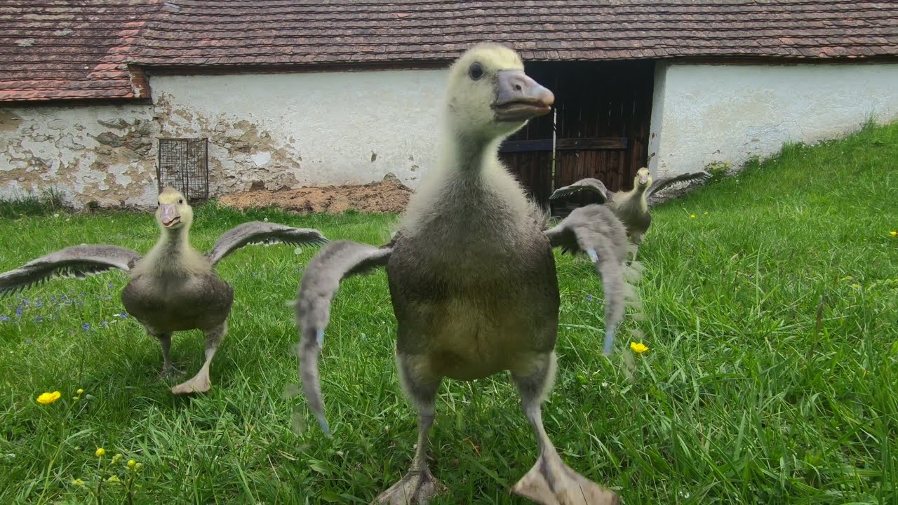 Housata a j&aacute; -  3.d&iacute;l, 1 měs&iacute;c na světě