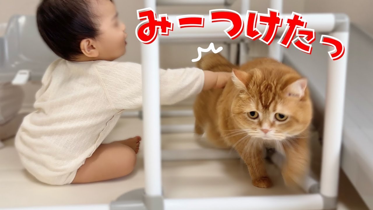 赤ちゃんと全力で遊んであげる猫が優しすぎました…