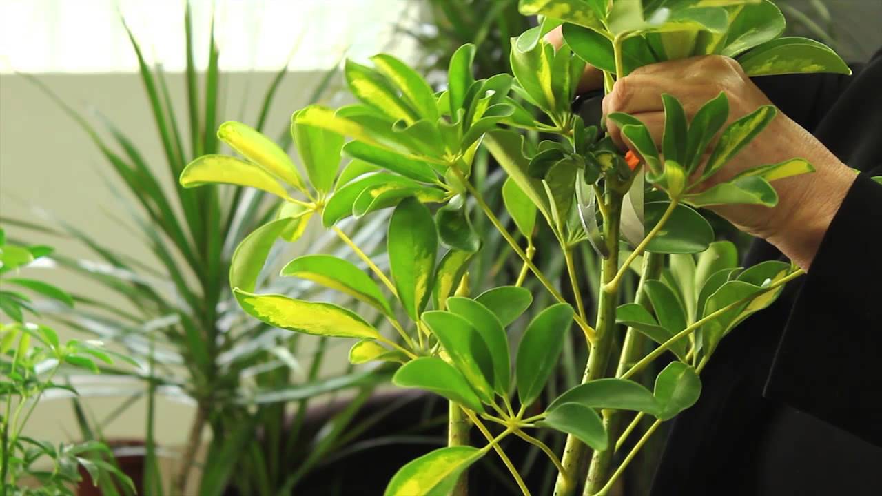 How to Prune Variegated Schefflera Arboricola : Gardening & Plant Care