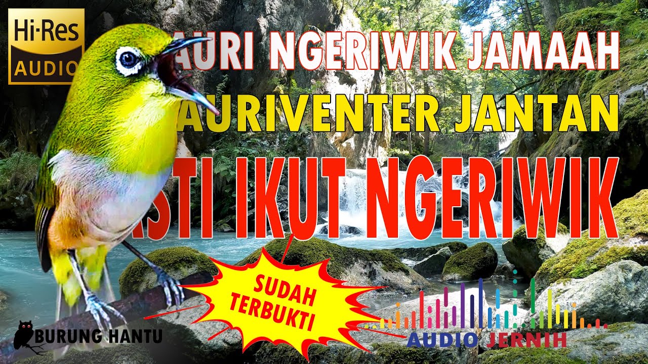 Terapi Auriventer Ngeriwik Jamaah Agar Buka Paruh Auri Bahan Pasti Ikut Ngeriwik
