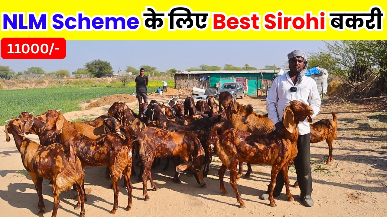 NLM Subsidy चाहिए? तो ये ₹11k वाली Sirohi मत छोड़ो - SIROHI GOAT FARMING IN INDIA