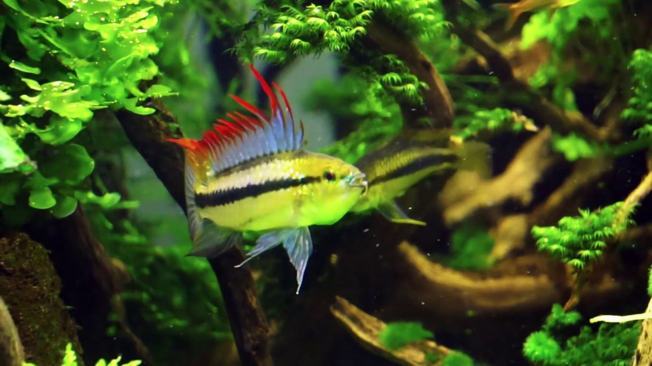 Apistogramma trifasciata display - Female protecting cave