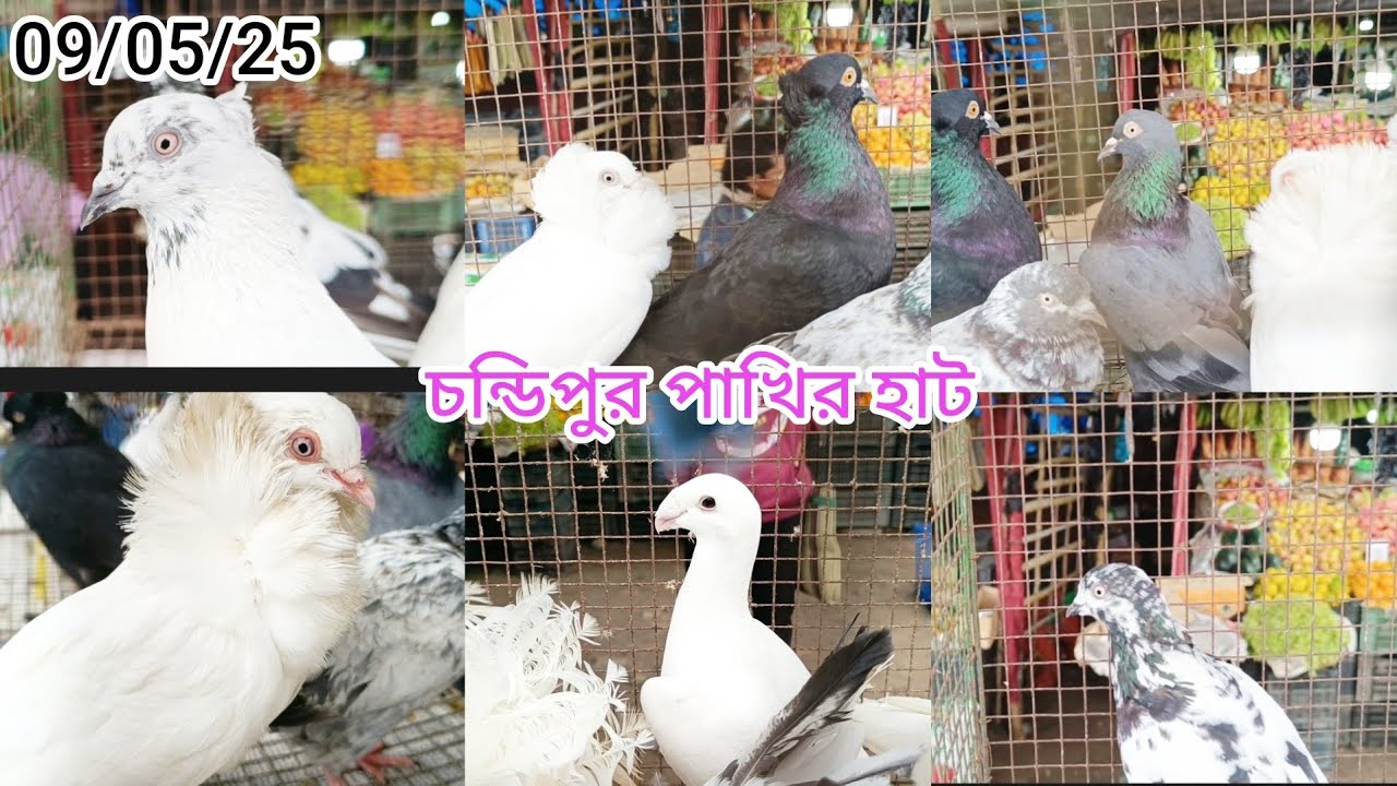 চন্ডিপুর পিজন মার্কেট পাখির হাট Chandipur pakhir Har#hindi #pigeonlaver #pigeon #kabootar